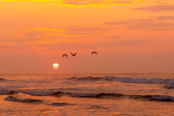 istock Three seagulls flying across the sunrise over the ocean 2178579801