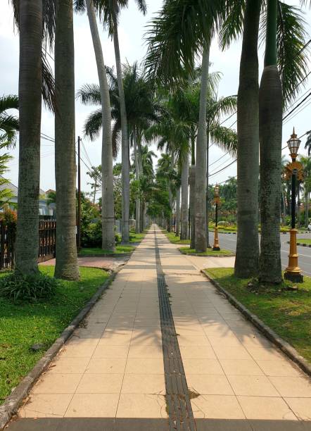 istock Good place for walking and jogging with palm trees and parks 2178580354