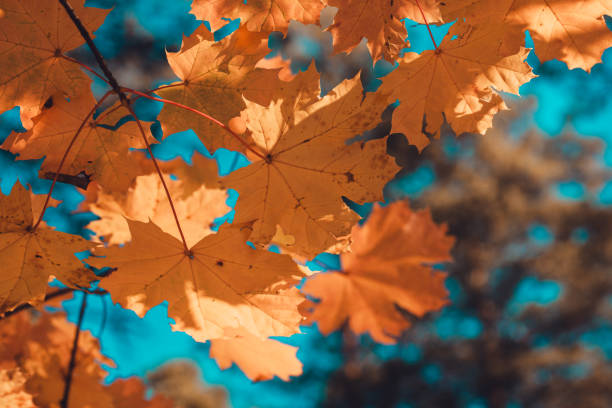 Autumn background with colorful maple leaves