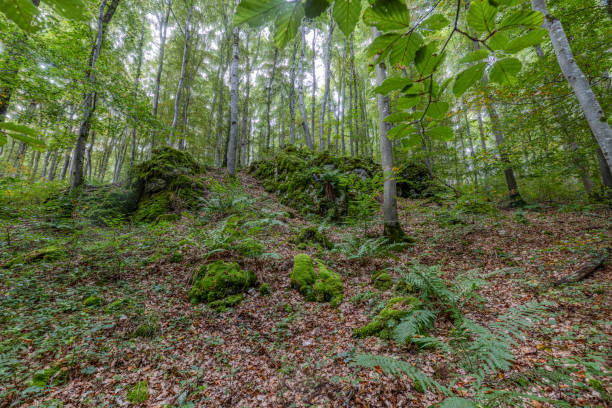 A lush forest scene with moss-covered rocks, ferns, and tall trees bathed in soft light during daytime