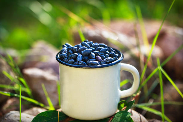 Fresh ripe summer edible blue honeysuckle in enamel mug on outdoor background