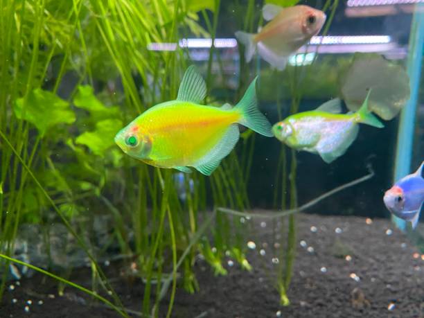 istock Amazing view of the green fish view 2178583281
