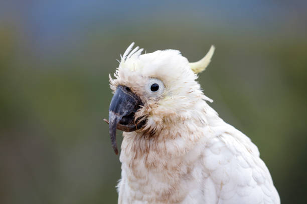 Photograph of an aging Sulphur Crested Cockatoo taking a rest on a fence in the Blue Mountains in New South Wales, Australia.