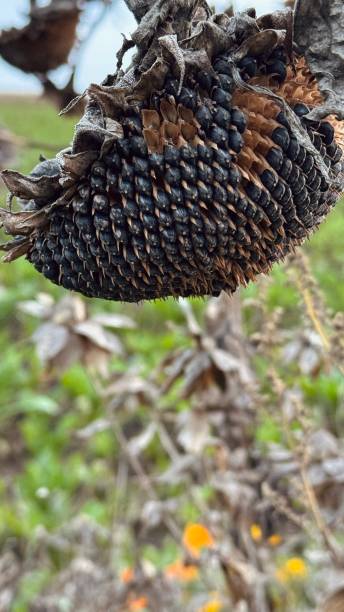 istock Sunflower blossom in October 2178584948
