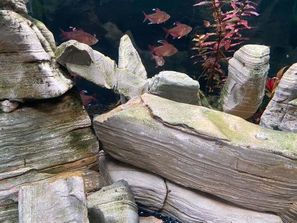 Free picture: fish, white stone, aquarium, animal, water
