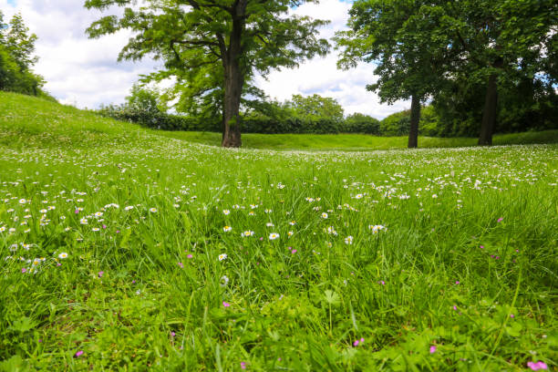Green meadow with blooming white chamomile flowers
