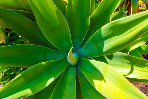Photograph of a large succulent green plant in a residential garden in the Blue Mountains in New South Wales, Australia.