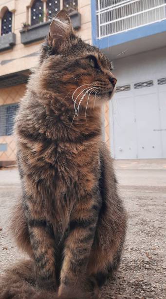 istock The Angry Brown Cat with Mesmerizing Eyes. 2178587264