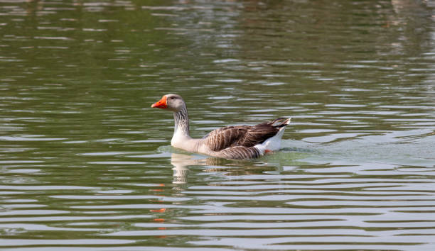 istock Photograph of a beautiful goose. 2178588681