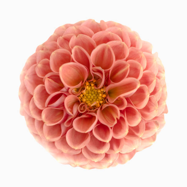 istock Coral pink dahlia flower isolated on white background 2178588778