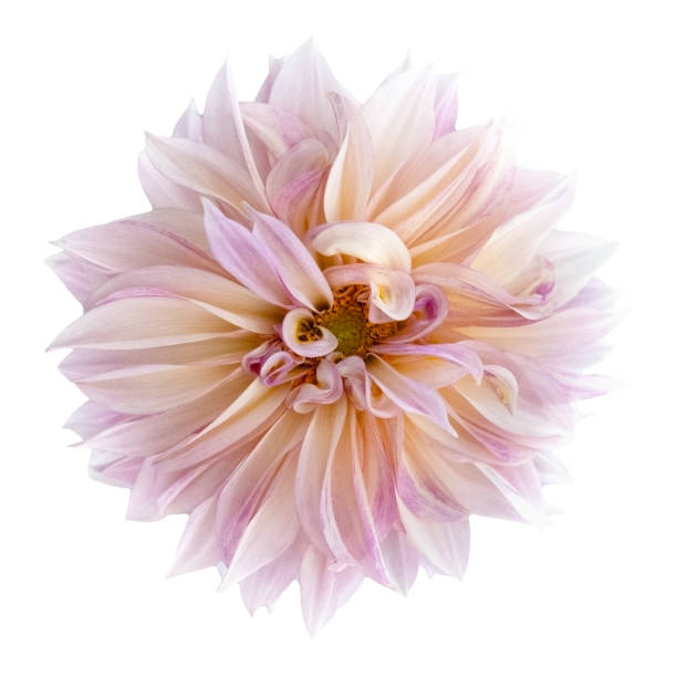 A single dahlia with curved petals stock photo.