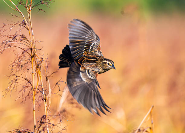 istock Female Red Wing Blackbird in Flight 2178589047