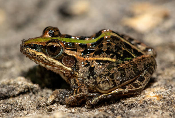 istock Mascarene Grass Frog (Ptychadena mascareniensis), also known as the Mascarene Ridged Frog 2178589917
