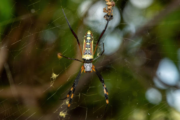 istock Banded-legged Golden Orb-weaver (Trichonephila senegalensis) 2178590153