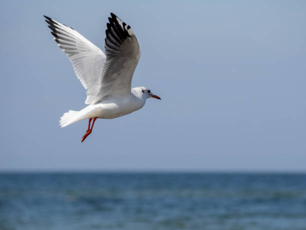 istock White seagull in flight above the sea surface. 2178592270