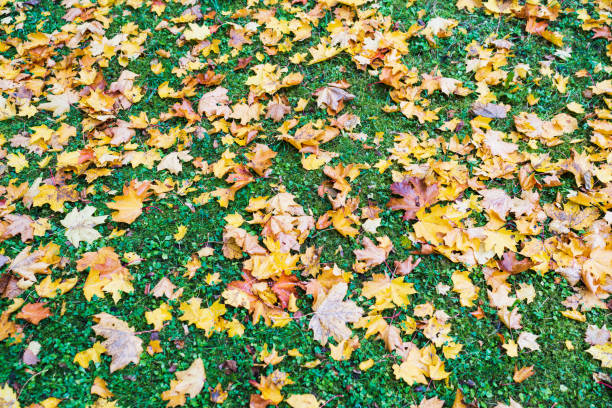 Photo background texture, fallen maple leaves on green grass. Autumn theme.