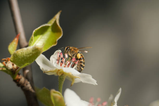 Spring bee on a blossom