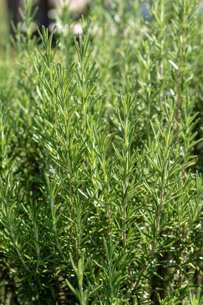 istock Rosemary bush in the garden 2178593467