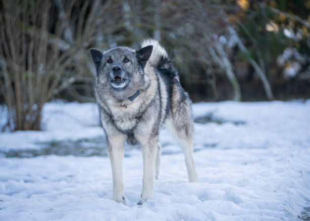 istock Norwegian elkhound guarding house in winter day. 2178593544