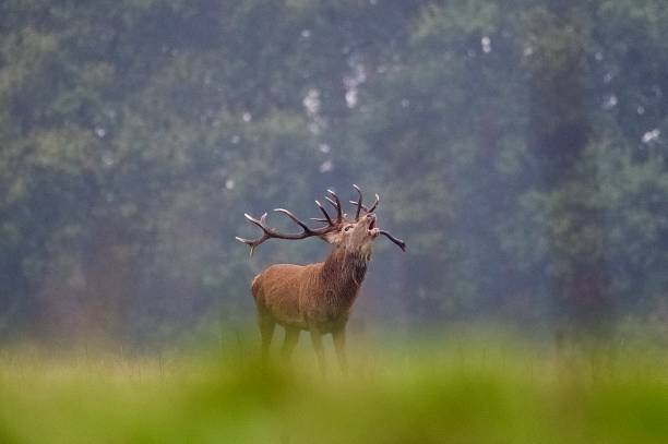 istock Red deer stag rutting bellowing mouth open 2178596110