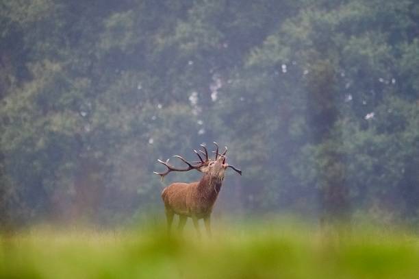 istock Red deer stag rutting bellowing mouth open 2178596148