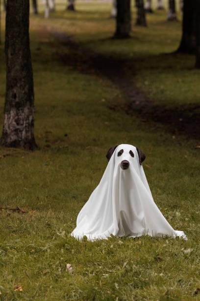 istock Cute Labrador dog is dressed in Halloween ghost costume 2178596211