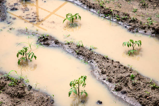istock flooded young tomato field. 2178596260