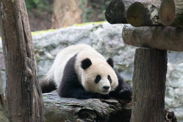 istock Close up Giant Panda, Qing Bao, Panda Paradise , China 2178598888