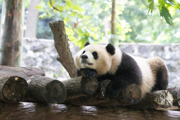 istock Close up Giant Panda, Qing Bao, Panda Paradise , China 2178598896