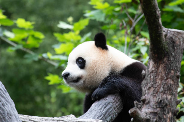 istock Clsoe up panda , Xiao Qi Ji, Wolong Panda Base, China 2178598914