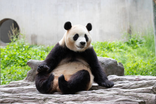 istock Clsoe up panda , Xiao Qi Ji, Wolong Panda Base, China 2178598923