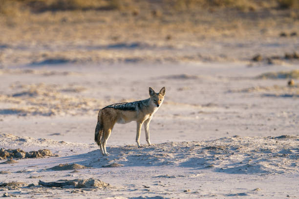 istock Isolated jackal seen on a safari 2178599286