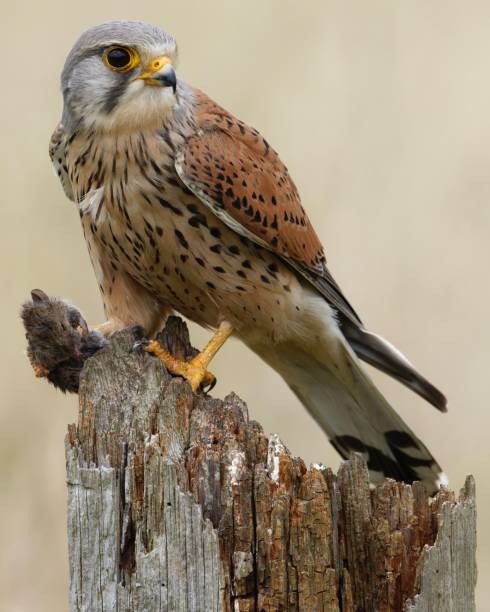 istock Male Kestrel With Prey - Soft Background 2178600419