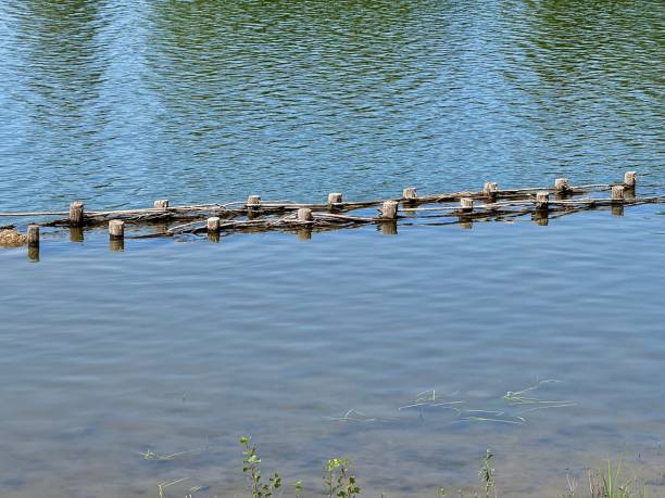 view of wooden posts of an old pier in the water in lake on a summer day