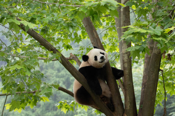 istock Cute Fluffy Playful Panda, Bao Li , Wolong Panda Base, China 2178600785