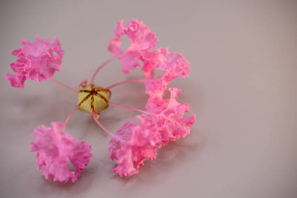 A unique ceiling fixture adorned with pink floral elements, creating a soft, inviting ambiance