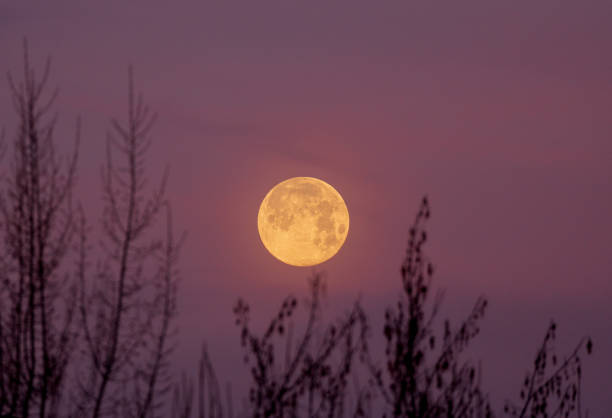 istock Yellow moon and branches with a violet sky in the background 2178604022