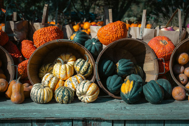 Pumpkins/Squashes sit ready for purchase at a farm stand