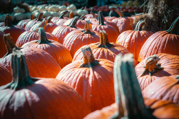 istock Pumpkins at a Farm Stand 2178607528