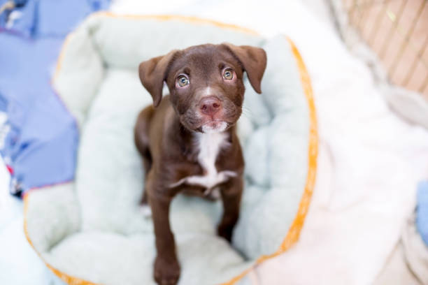 A cute young Retriever x Pit Bull Terrier mixed breed puppy sitting on a pet bed and looking up