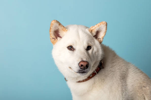 istock Shiba Inu dog on a blue background 2178609588