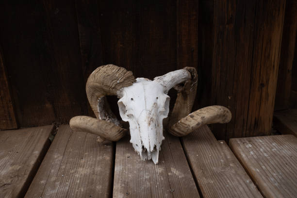 Sun Bleached White Bighorn Sheep Skull on wood porch attached to a Rustic hunting cabin in the Nevada Desert with copy space.