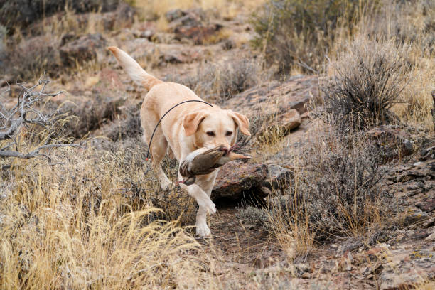 Yellow Labrador Retreiver wearing a GPS collar with a retrieved Chukar Bird.