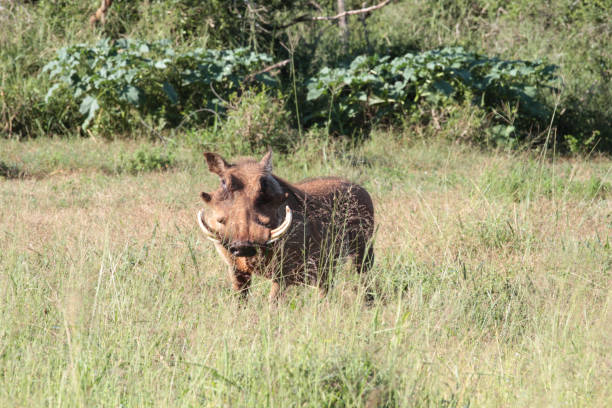 Addo Elephant Nationalpark is a diverse wildlife conservation park close to Gqeberha, former Port Elizabeth.