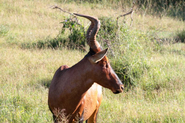 Addo Elephant Nationalpark is a diverse wildlife conservation park close to Gqeberha, former Port Elizabeth.