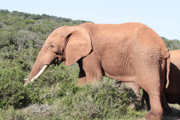 An African bush elephant (Loxodonta africana) in its natural habitat near Gqeberha (Port Elizabeth), Eastern Cape, South Africa. Captured in the wild, showcasing the majesty of African wildlife.
