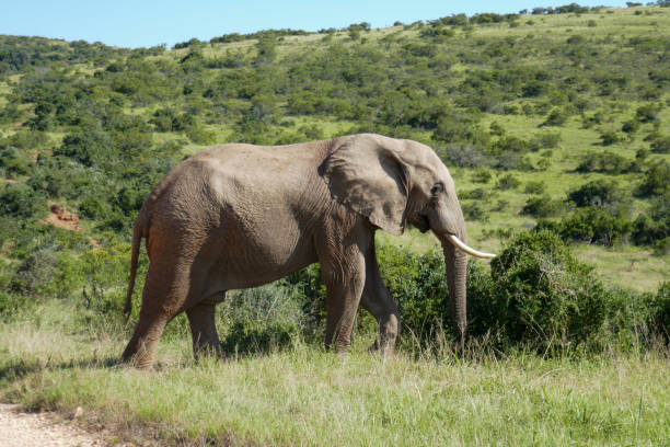 istock Addo Elephant Park, South Africa 2178610904