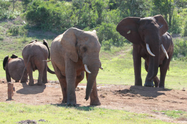 istock Addo Elephant Park, South Africa 2178610926