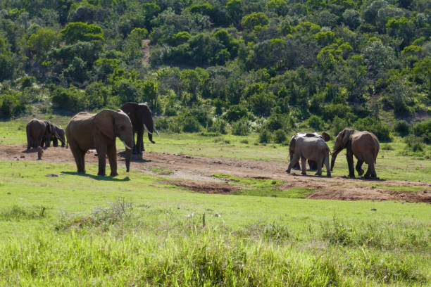 istock Addo Elephant Park, South Africa 2178610929