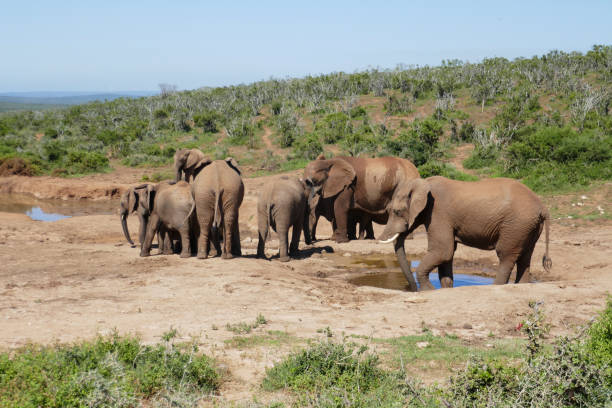istock Addo Elephant Park, South Africa 2178610938